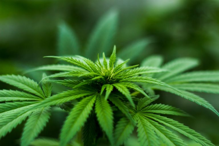 Marijuana, weed, canabis, ganja,